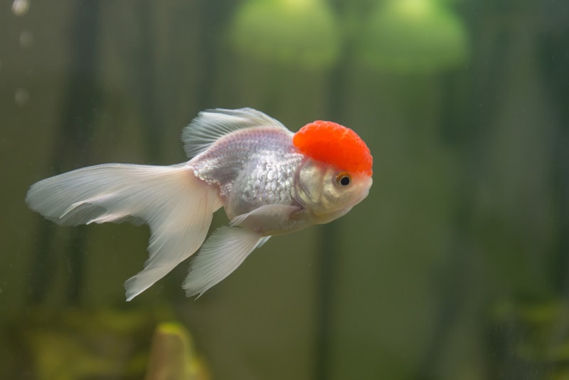 red cap oranda in aquarium