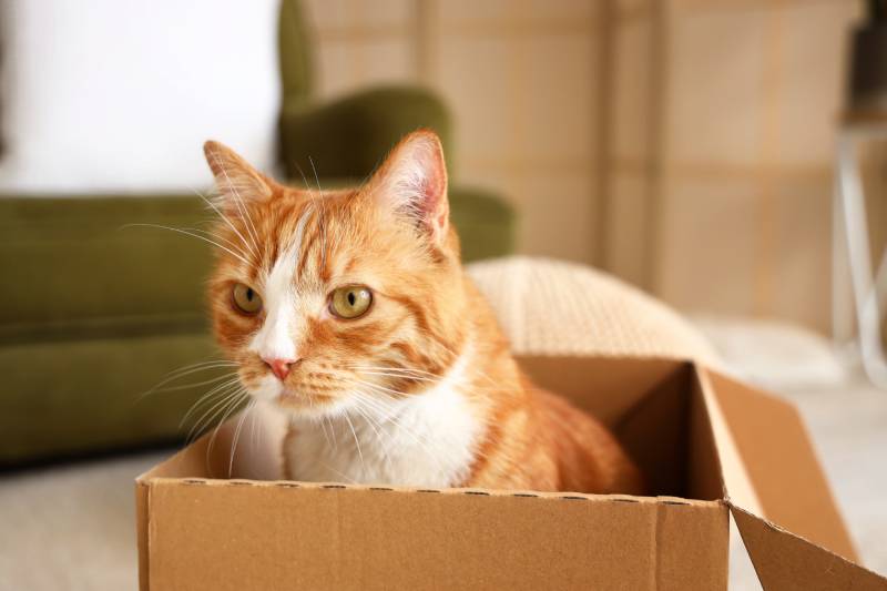 red cat sitting in cardboard box at home