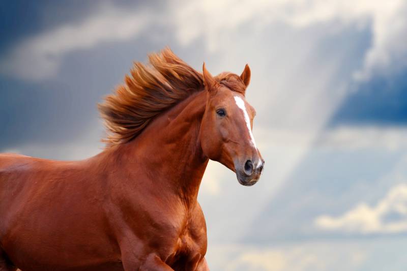 red chestnut horse