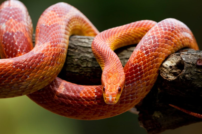 red corn snake