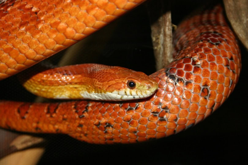 red corn snake