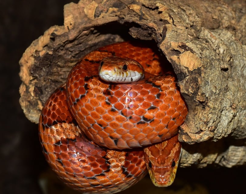 red corn snake