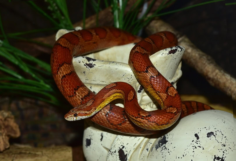 red corn snake