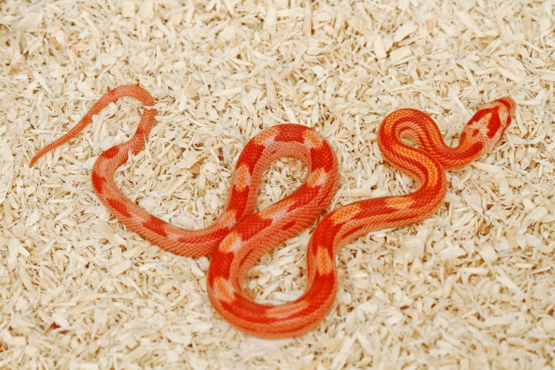 red corn snake