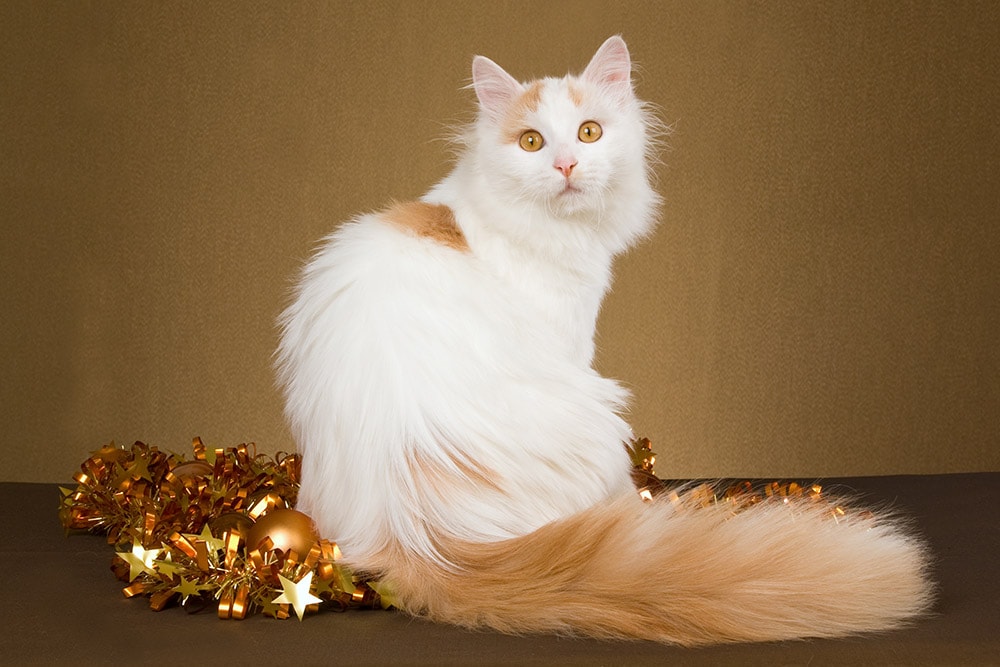 Rare Cream Turkish Van cat