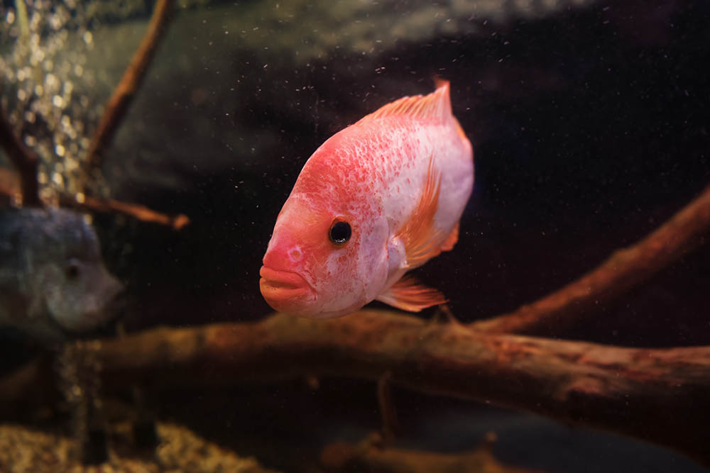 red devil cichlid inside tank