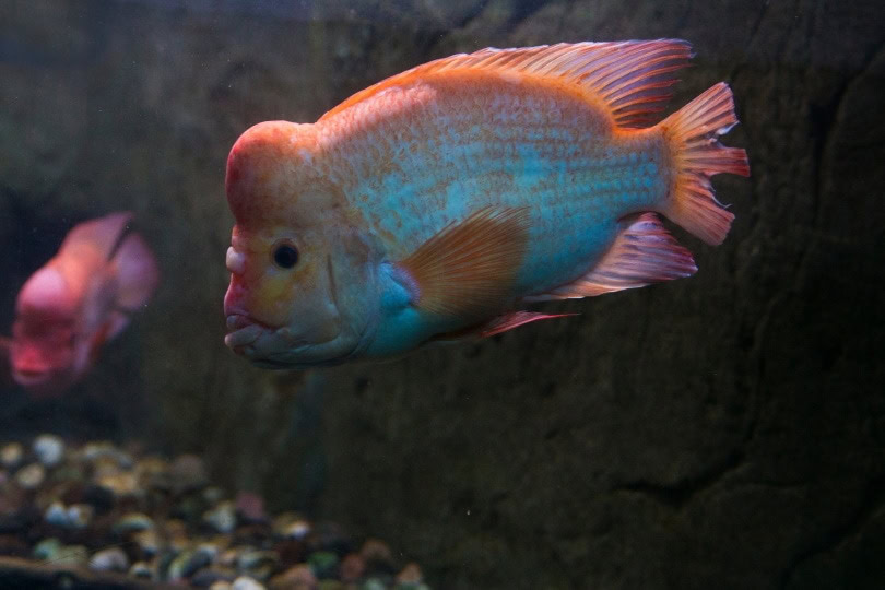 red devil cichlid