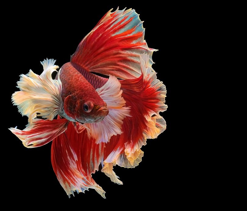 red dragon betta_BannokStockPhoto_shutterstock
