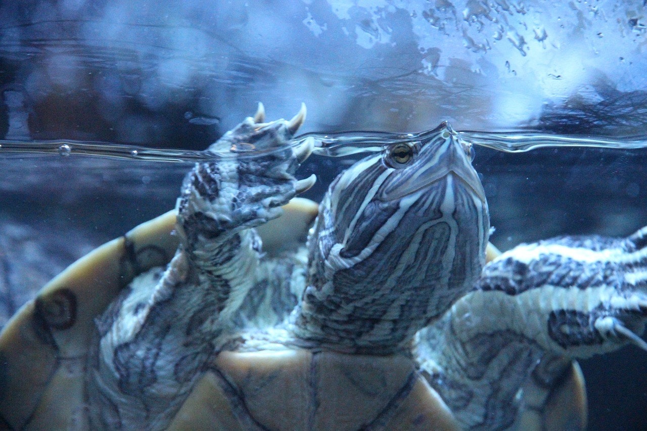 red eared slider in the tank