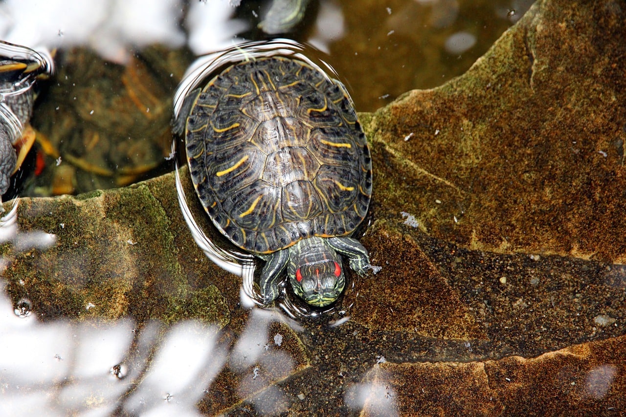 red eared slider in the water