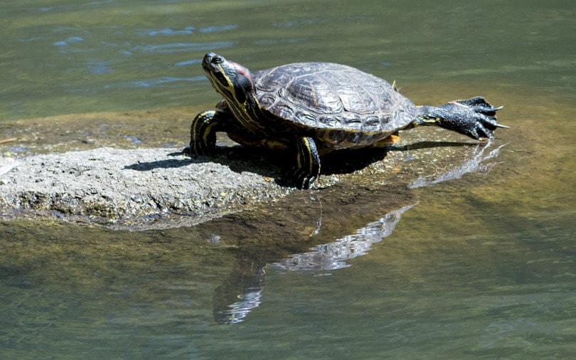 red eared slider in water