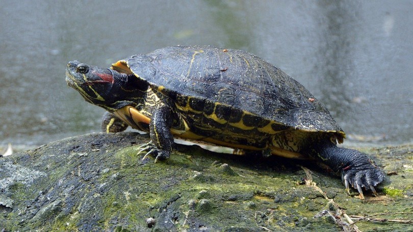 red eared slider turtle on a rock