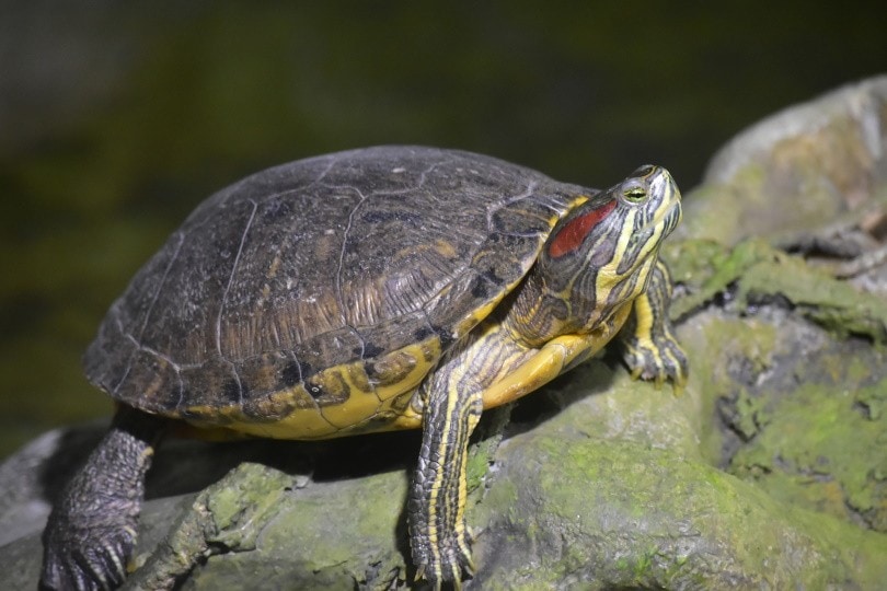 red-eared slider turtle