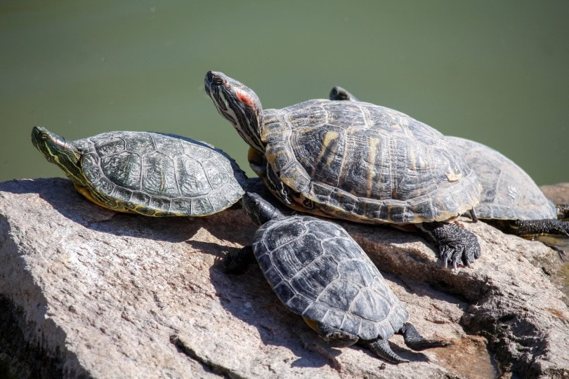 red eared slider turtles
