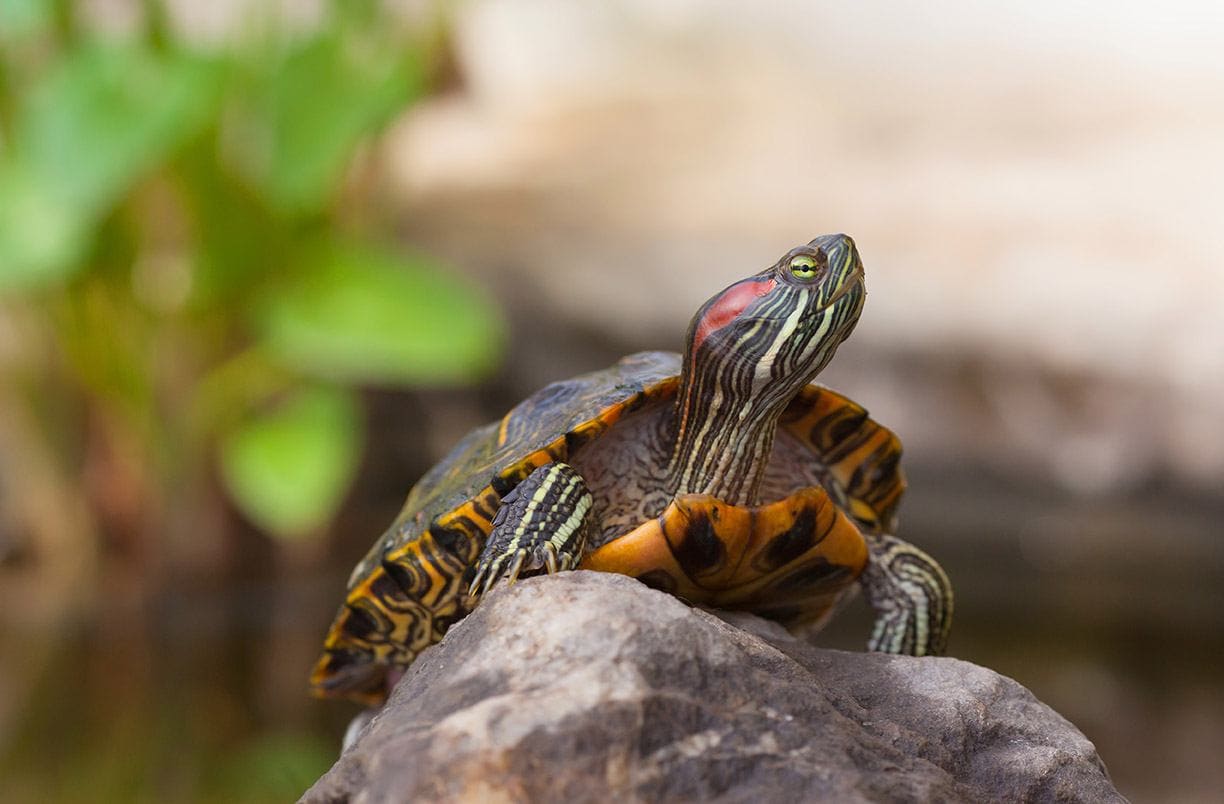 red eared slider