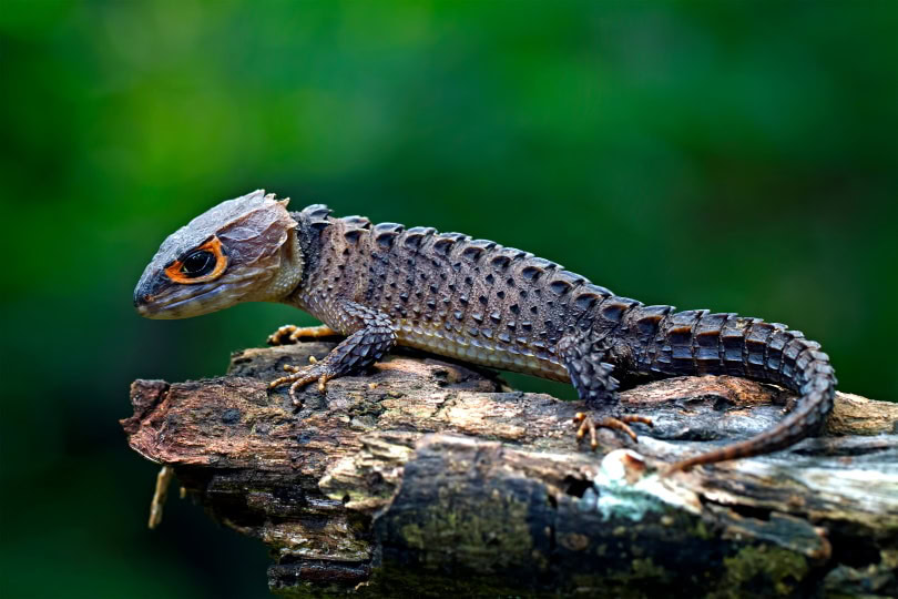 red eyed crocodile skink_Opayaza12_Shutterstock