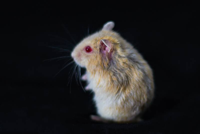 red eyed hamster in black background