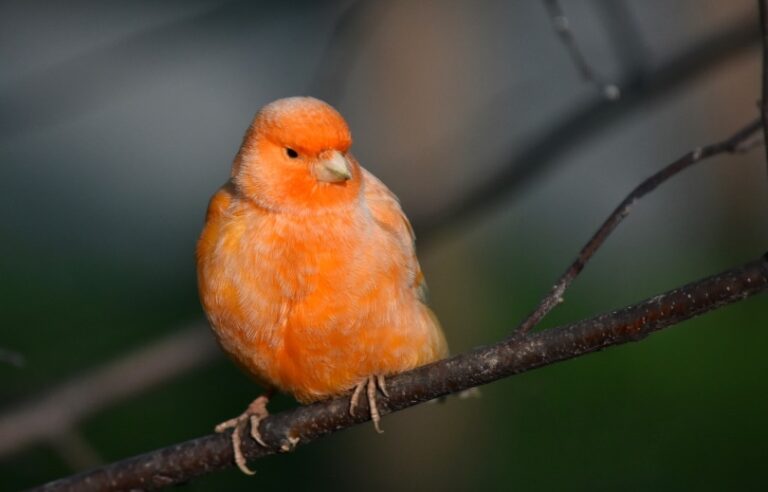 View of Do Canaries Talk or Just Sing? Bird Sounds & Facts | The Vet Desk