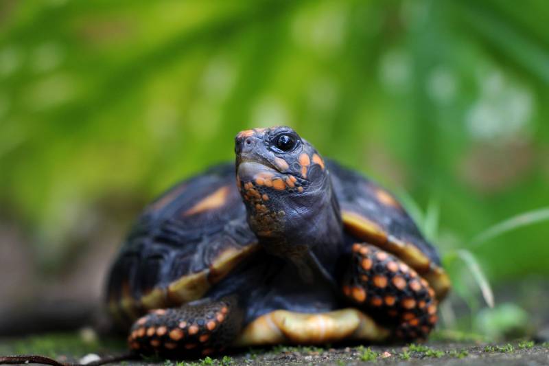 red-foot tortoise in the nature