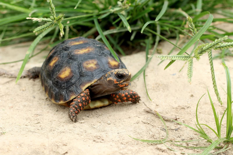 red footed tortoise in the sand