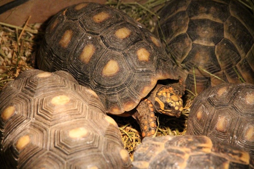 red footed tortoises