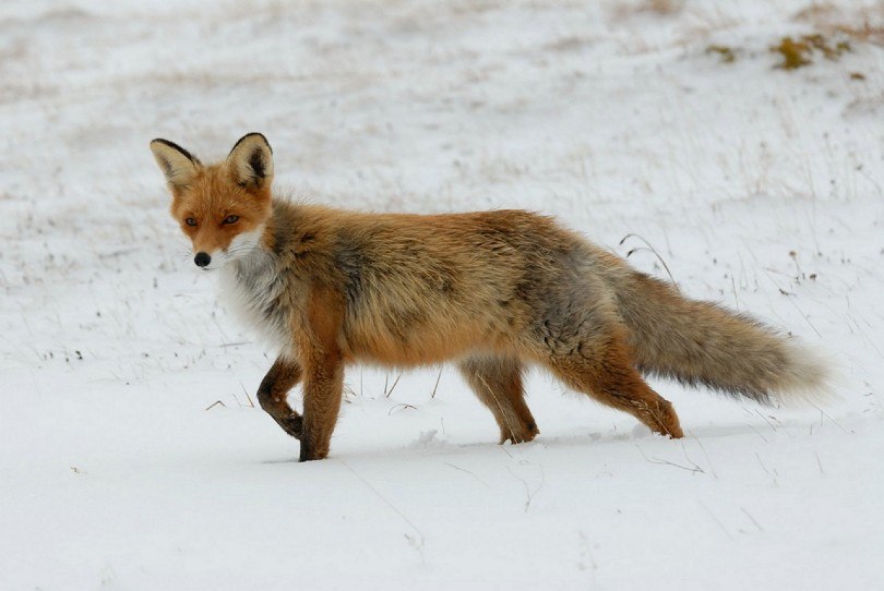 red fox walking in the snow