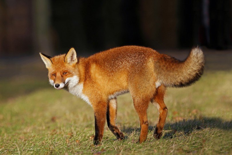 red fox walking