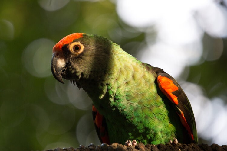 red-fronted-jardines-parrot