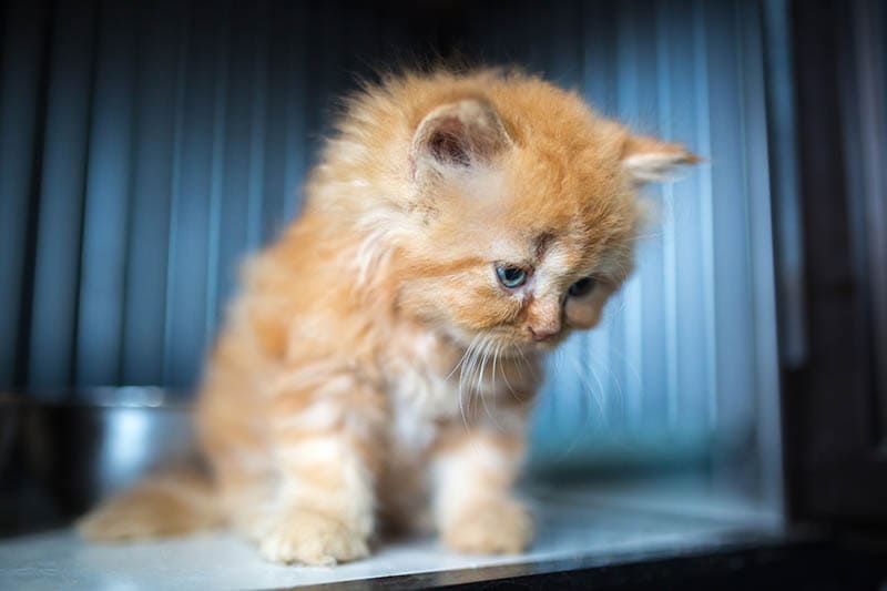 red ginger turkish angora kitten