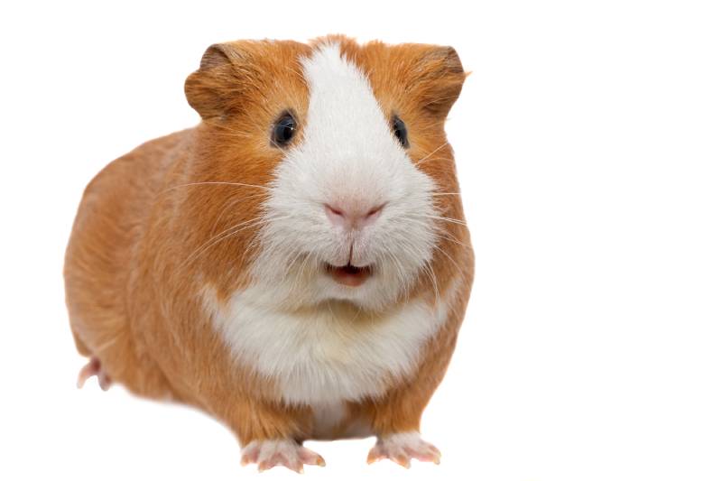 red guinea pig