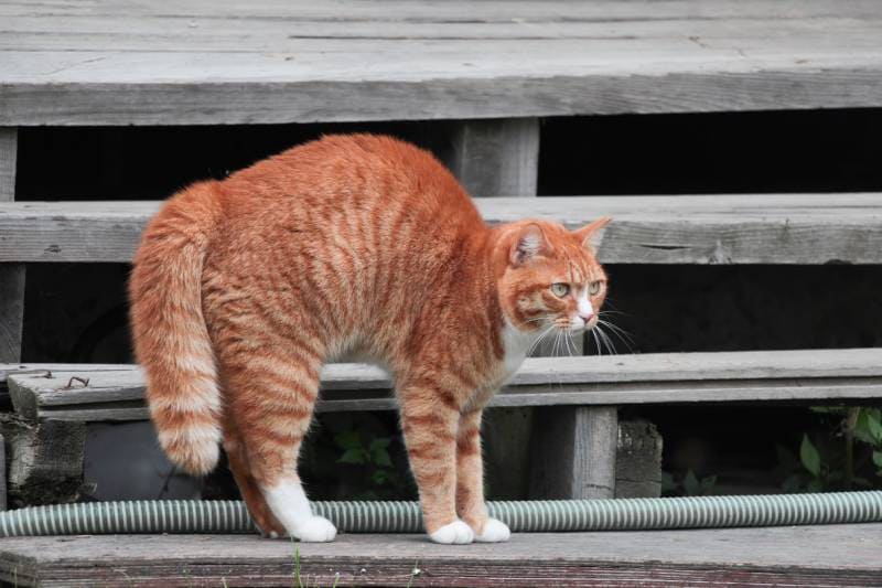 red-haired cat in the village on the porch gets angry arches his back