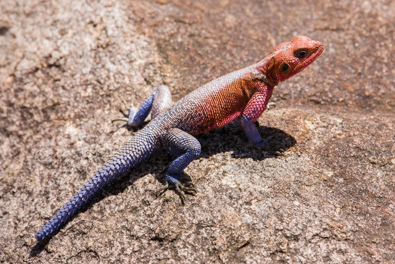 red headed agama on a rock