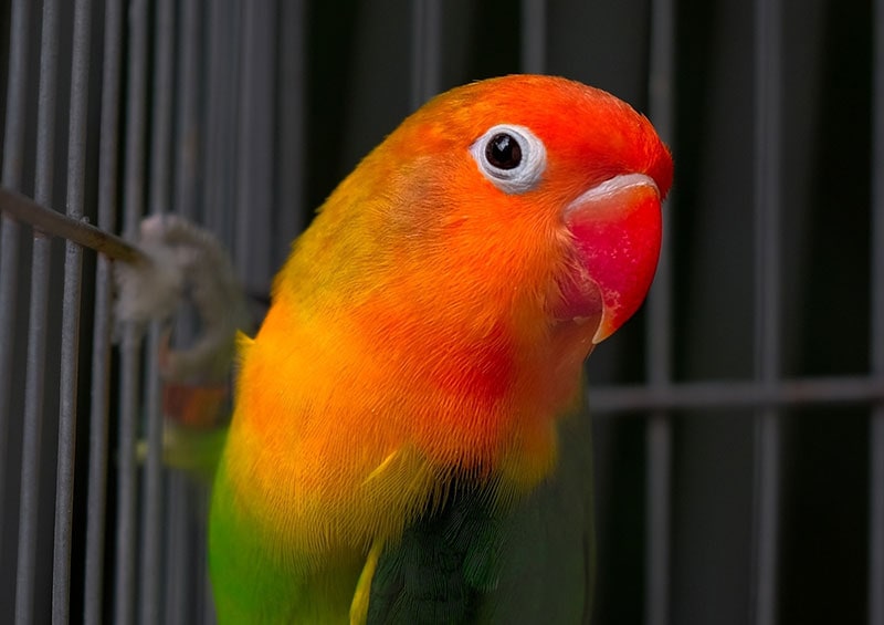 red-headed lovebird perching in the cage