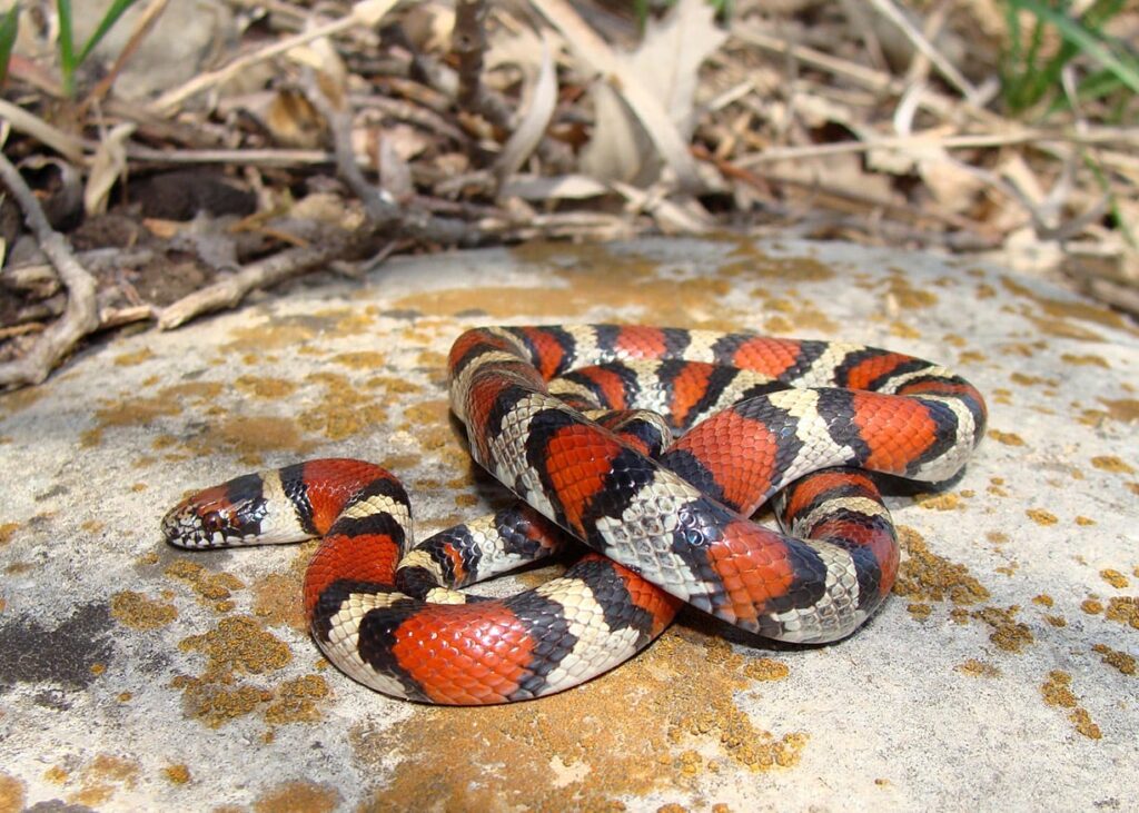 Red Milk Snake