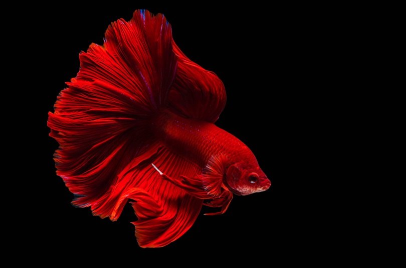 red siamese fighting fish betta_3623_shutterstock