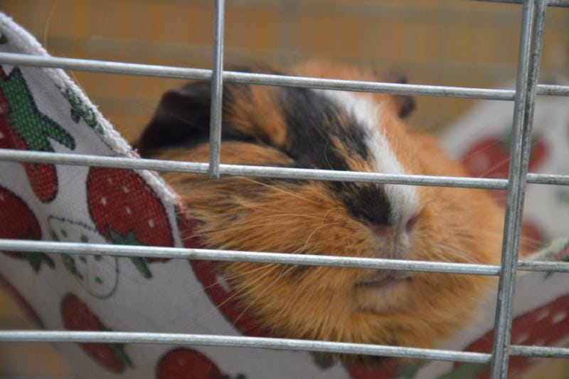 red stripped guinea pig sleeping inside the cage