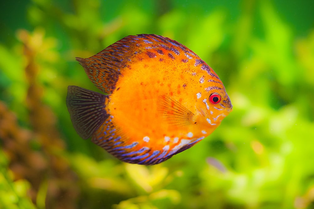 Red Sun Discus fish