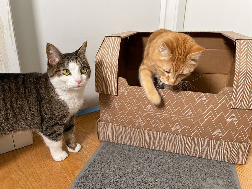 red tabby in the Kitty Poo Club Clay Litter Box beside the other tabby cat