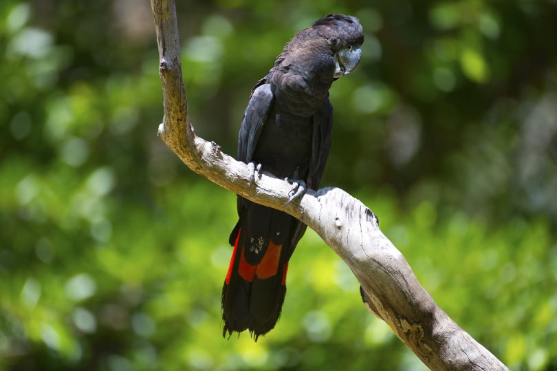 red-tailed black cockatoo_Tony Bowler_Shutterstock