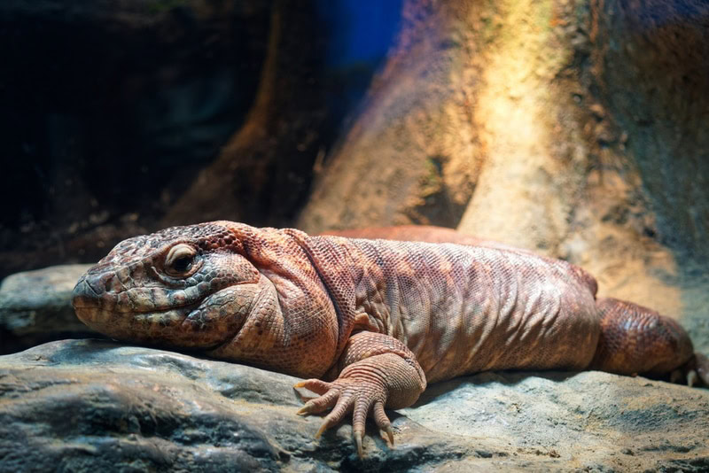 red tegu in terrarium