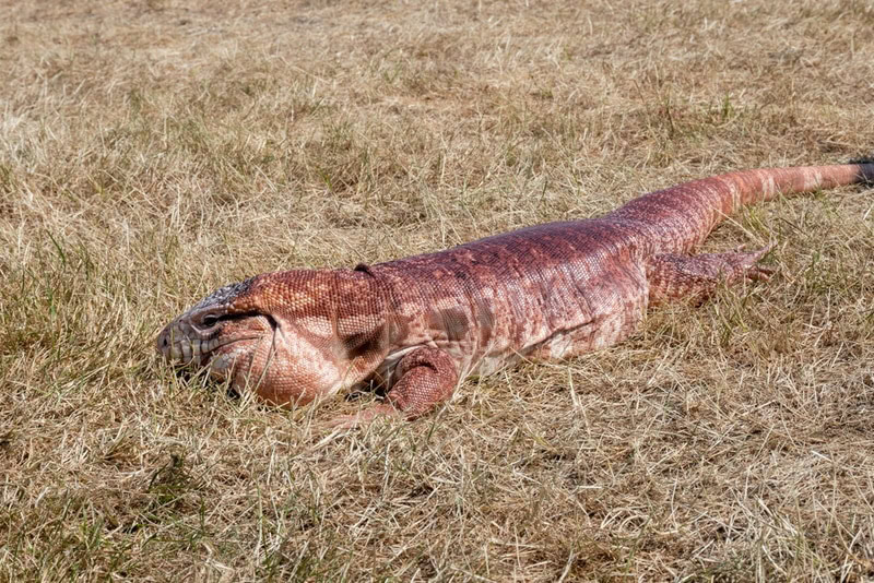 red tegu in the field