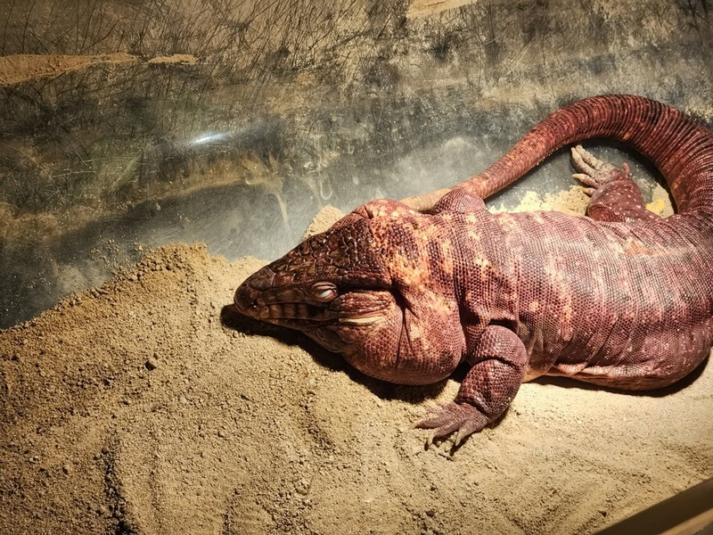 red tegu lizard resting