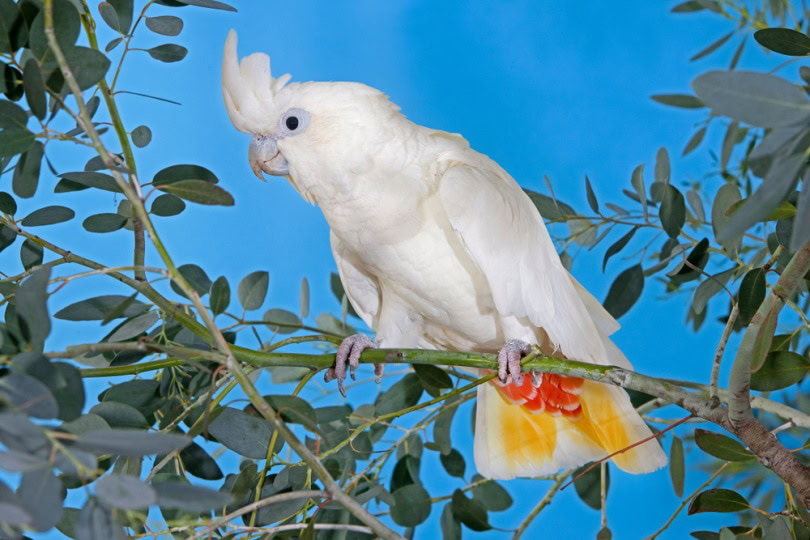 red vented cockatoo on a tree branch