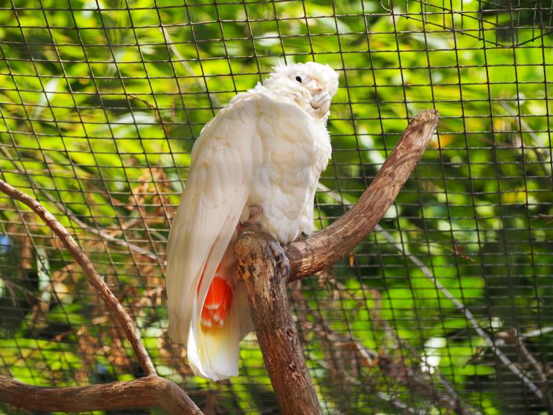 red-vented cockatoo