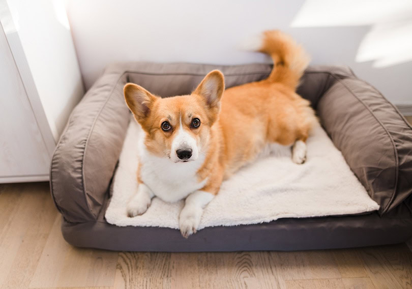 red welsh corgi pembroke cute dog lying down on a dog bed