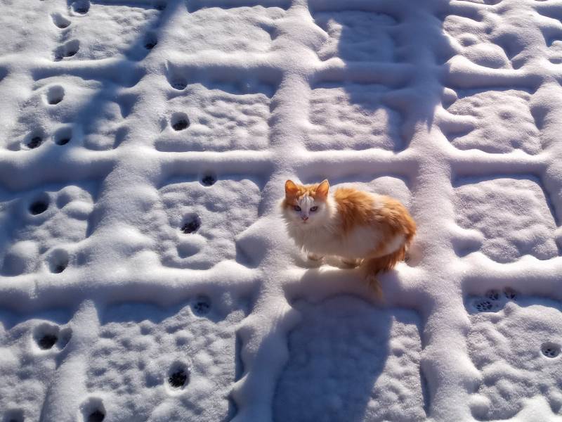 red-white cat sits on a thin layer of snow that lies on the paving slabs