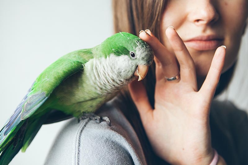 Green Quaker parrot is sitting on woman shoulder
