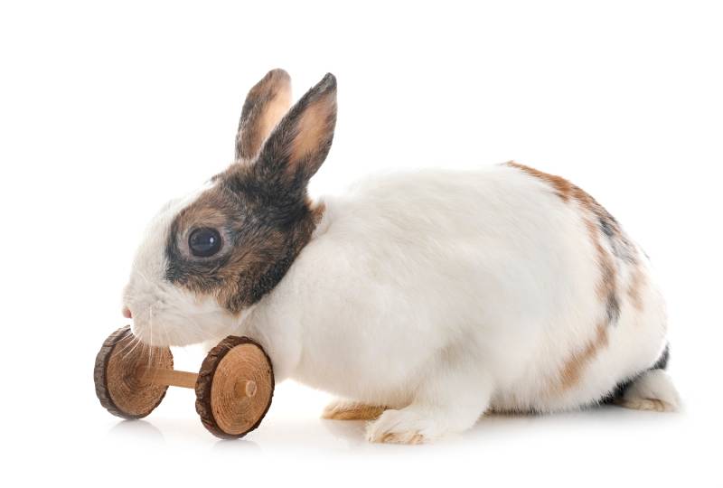 rex rabbit in front of white background