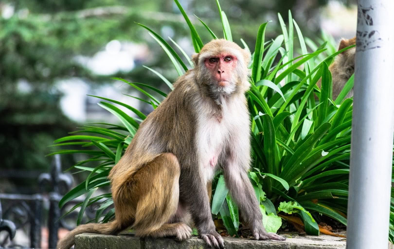 rhesus macaque