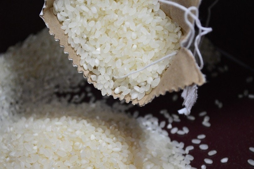 rice grain